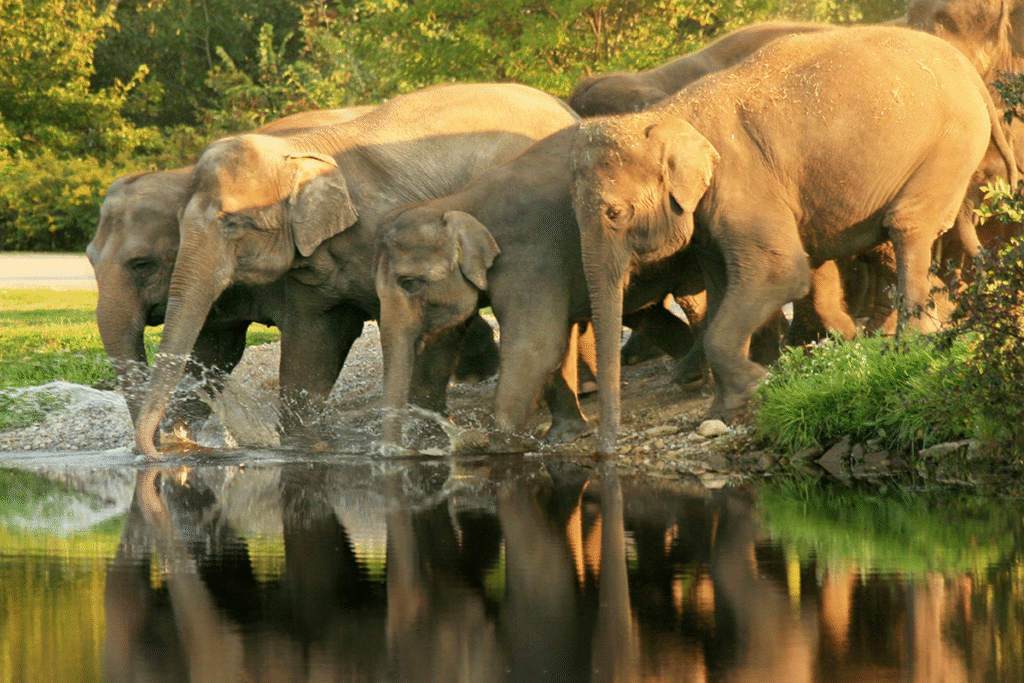 Topslip forest tour cab from Tirupur – wildlife and nature spots